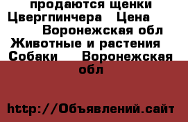 продаются щенки Цвергпинчера › Цена ­ 15 000 - Воронежская обл. Животные и растения » Собаки   . Воронежская обл.